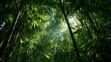 Dense bamboo forest with sunlight filtering through leaves creates serene and tranquil atmosphere. lush greenery and tall bamboo stalks form natural canopy