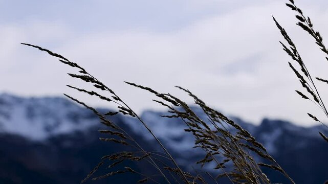 Swaying Grass Against Snowy Mountain Backdrop
