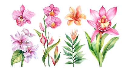 Watercolor exotic flowers orchid and tropical leaves isolated on transparent background