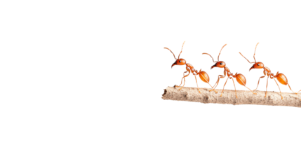 Four ants working in unison on a branch, showcasing teamwork and nature's intricate details.