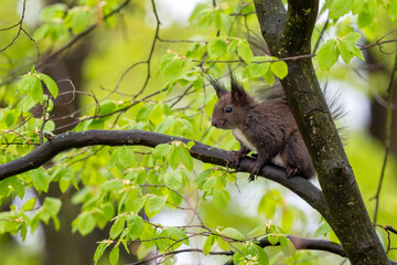 Eurasian Red Squirrel - Sciurus vulgaris, beautiful popular small mammal from European gardens and forests, Zlin, Czech Republic.