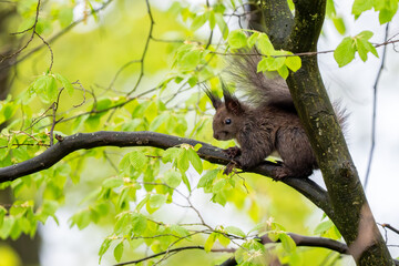 Eurasian Red Squirrel - Sciurus vulgaris, beautiful popular small mammal from European gardens and forests, Zlin, Czech Republic.