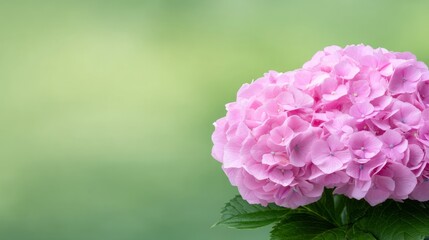 Fototapeta premium Vibrant Pink Flower Bloom Against Soft Green Background With Dew Drops