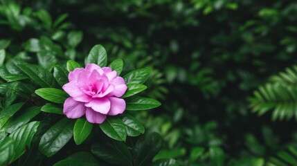 Obraz premium Vibrant Pink Flower Blooming Amidst Lush Green Foliage With Raindrops