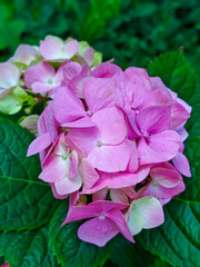 Vibrant Pink Hydrangea Macrophylla Blossoms in Full Bloom