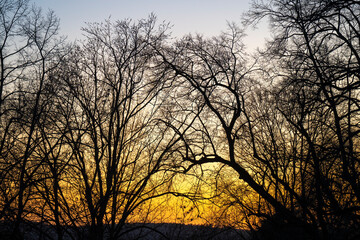 Sonnenuntergang an der Müritz, Bäume am Ufer, Waren, Müritz, Mecklenburgische Seenplatte, Mecklenburg, Mecklenburg-Vorpommern, Deutschland, Europa