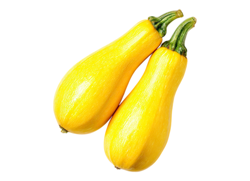 Artistic vibrant yellow squash