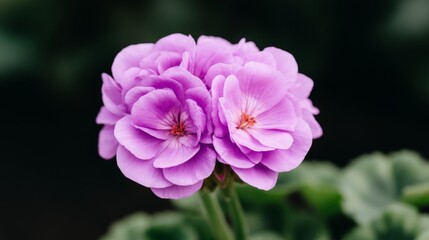 Fototapeta premium Vibrant Purple Flower Against Dark Green Leaves In Natural Light