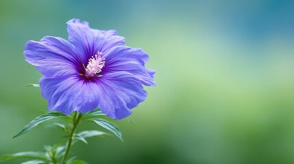 Fototapeta premium Vibrant Purple Flower Blooming Against a Soft Green Background