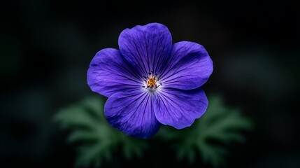 Vibrant Purple Flower On Dark Background With Detailed Petals And Subtle Green Leaves