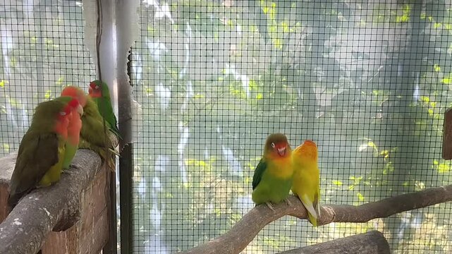 two parrots on a branch