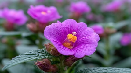 Vibrant Purple Flowers Blooming Amidst Lush Green Foliage in a Sunny Garden