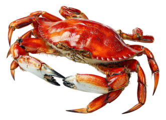 Cooked Dungeness crab