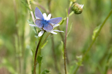 Holly blur butterfly feeding on daisy . High quality photo