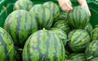 Watermelons on supermarket. The man in the background is choosing a watermelon