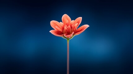 Vibrant Red Flower Against Deep Blue Background With Subtle Soft Focus
