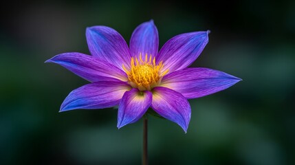 Vibrant Purple Water Lily Blooming Under Soft Natural Light Against Dark Background
