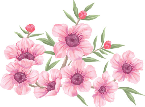 pink manuka kanuka botanical painting illustration