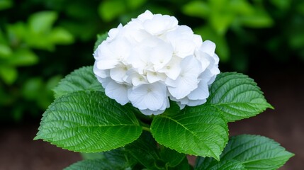 White Flower Blooming Amidst Lush Green Leaves