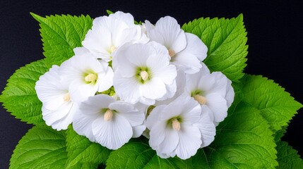 White Flowers with Green Leaves on a Dark Background