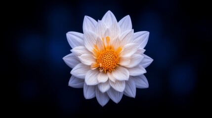 White Water Lily Flower in Bloom Against a Dark Background