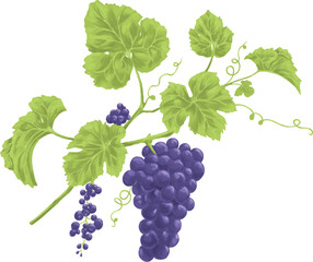 Obraz premium Purple vine grape floral botanical painting illustration