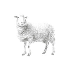 Stipple Sheep Illustration – Hand Drawn Wool Animal in Vintage Dot Art Style