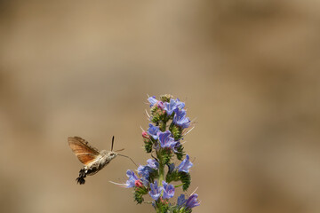 Hummingbird hawk-moth Feeding on Blue Flowers in Natural Environment, close up, brown background © AFilipczuk