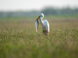 Great egret with a fish in its beak in the wetlands