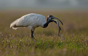 Black headed ibis swallowing a snake it hunted in the wetlands