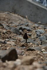 A vibrant butterfly sits amidst a scattering of stones on the ground, showcasing a contrast of colors and natural beauty.