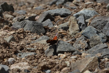 A vibrant butterfly sits amidst a scattering of stones on the ground, showcasing a contrast of colors and natural beauty.