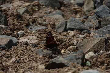 A vibrant butterfly sits amidst a scattering of stones on the ground, showcasing a contrast of colors and natural beauty.