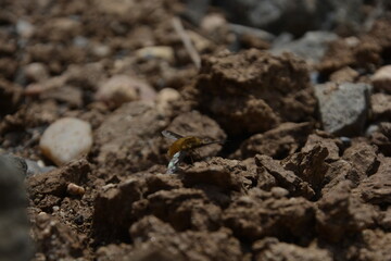 A macro shot captures a small insect, possibly an ant, on a textured surface of dry, clumpy soil and small stones. The focus is sharp on the insect with a shallow depth of field.