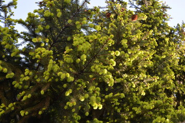 Fototapeta premium Lush green conifer branches with new, lighter green growth fill the frame under a clear blue sky, showing vibrant spring foliage.