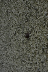 A small, dark snail shell clings to a textured, light-colored stucco wall, offering a subtle detail.