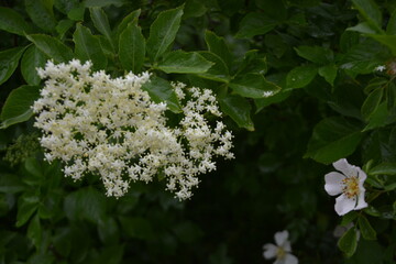 A cluster of small white elderflowers and a single white rose blossom stand out against a dark...