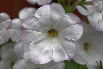 White Petunia flowers in a garden (macro)