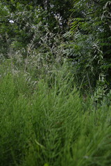 A dense patch of vibrant green, slender-leaved plants fills the foreground, with darker green foliage in the background.