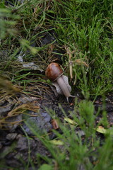 A small snail with a brown shell crawls on damp earth amidst blades of green grass.