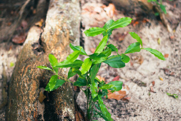 Camping by the Gulf of Thailand – Peaceful Beachfront Escape

