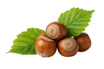 Hazelnuts seed and leaves, forest nuts on transparent background