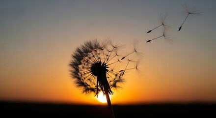 Dandelion Seed at Sunset