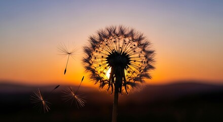 Dandelion Seeds at Sunset