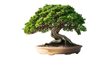 A majestic bonsai tree, its ancient, gnarled trunk and vibrant green foliage showcase years of patient cultivation background removed