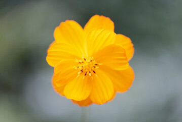 macro shot of Cosmos sulphureus (Golden cosmos, Sulfur cosmos)