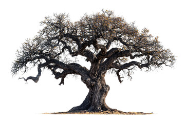 Ancient, gnarled tree with sprawling branches, isolated on a transparent background background removed