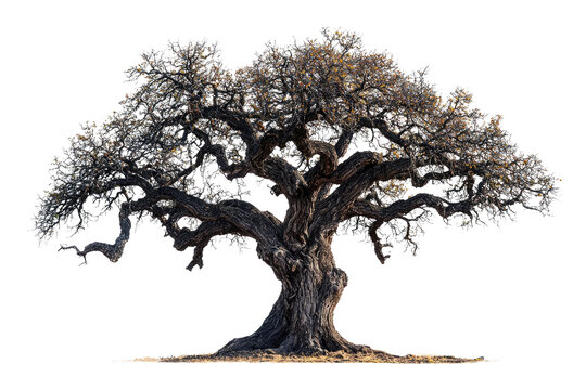 Ancient, gnarled tree with sprawling branches, isolated on a transparent background background removed