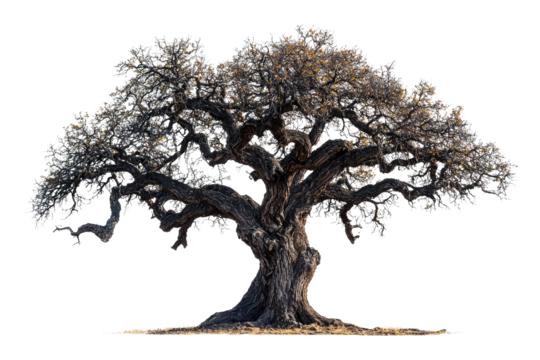 Ancient, gnarled tree with sprawling branches, isolated on a transparent background background removed