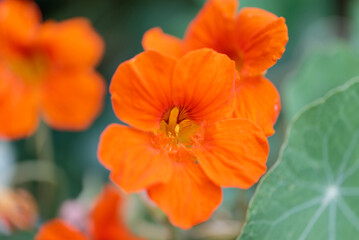 macro shot of Nasturtium